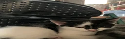 Mixed Breed cats for sale: Kittens - Advert 3