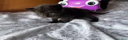 Mixed Breed cats for sale: Kittens - Advert 3