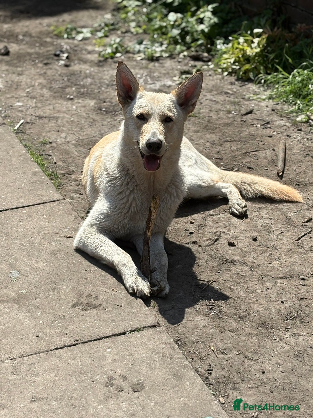 German Shepherd dogs for sale: German Shepherd Cross Dutch Shepherd Puppies  - Image 7