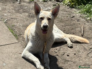German Shepherd dogs German Shepherd Cross Dutch shepherd Puppy - Advert 18