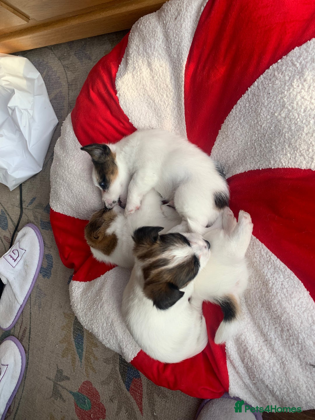 Jack Russell dogs for sale: KC Jack Russell Puppies - One Boy Left! - Image 8