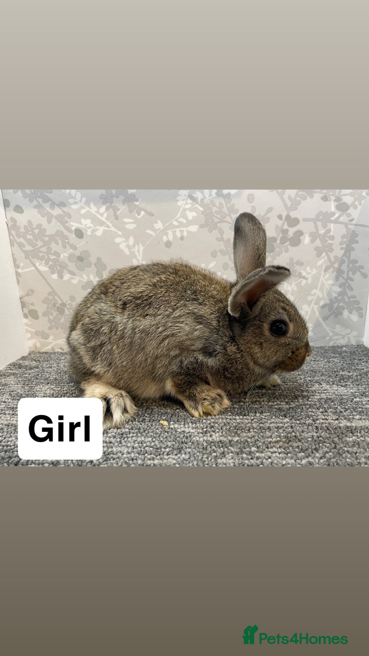 Lionhead rabbits 4 lionhead lops - Advert 21