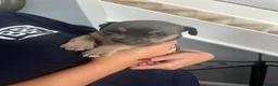 Mixed Breed dogs for sale: Gorgeous Staffordshire pups for sale in Broadstairs - Advert 3
