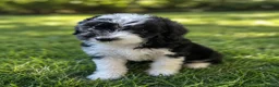 Cavapoo dogs for sale: F1BB Cavapoo - Advert 6