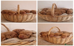 Hungarian Vizsla dogs for sale: WIREHAIRED VIZSLA PUPS - Image 6