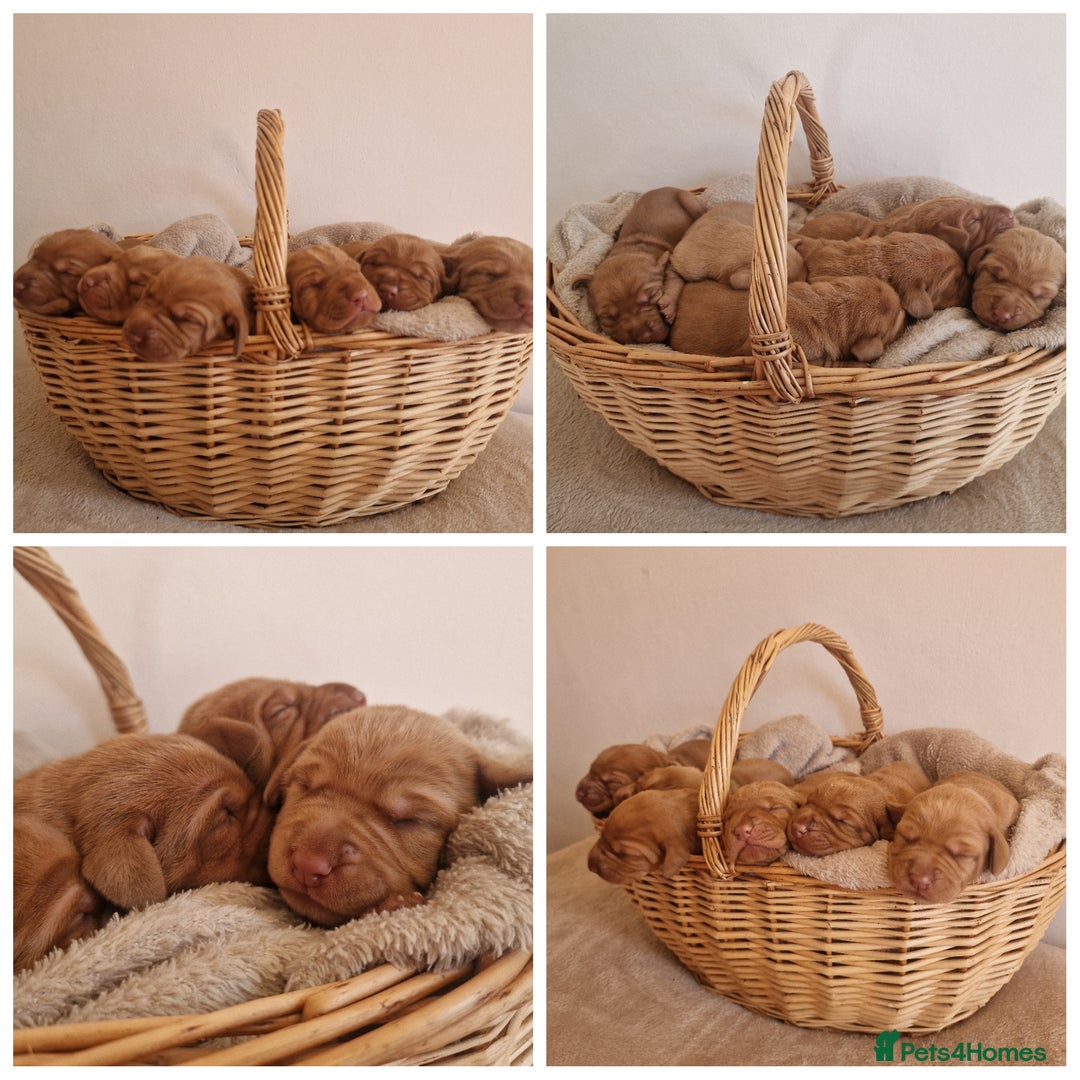 Hungarian Vizsla dogs for sale: WIREHAIRED VIZSLA PUPS - Image 6