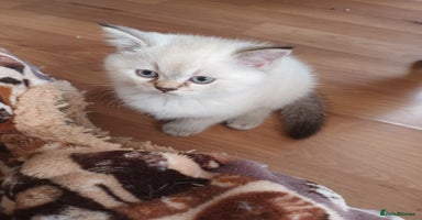 Scottish Fold cats - Advert 8