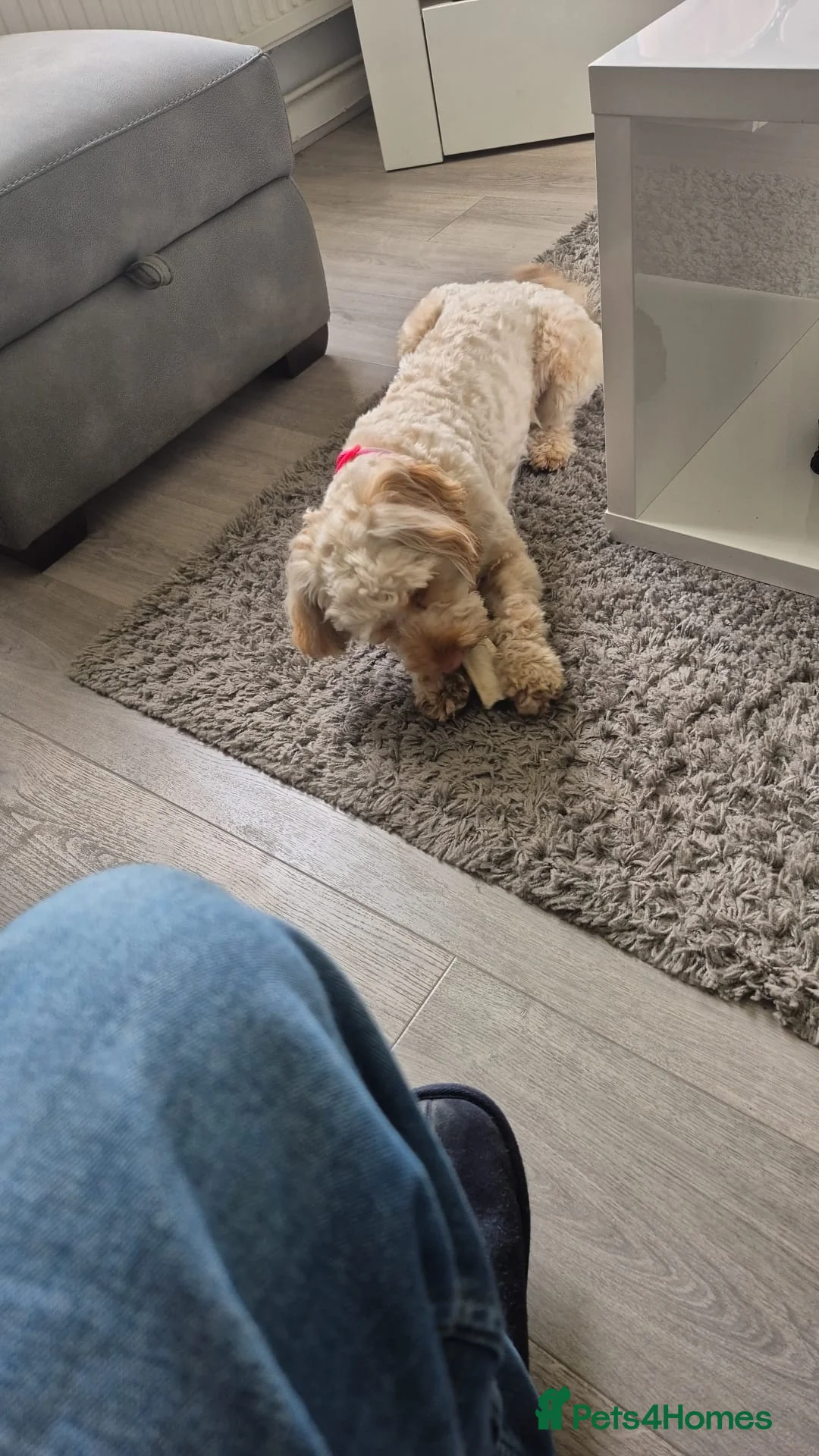 Cockapoo dogs for sale: 17 month old Cockapoo - Advert 2