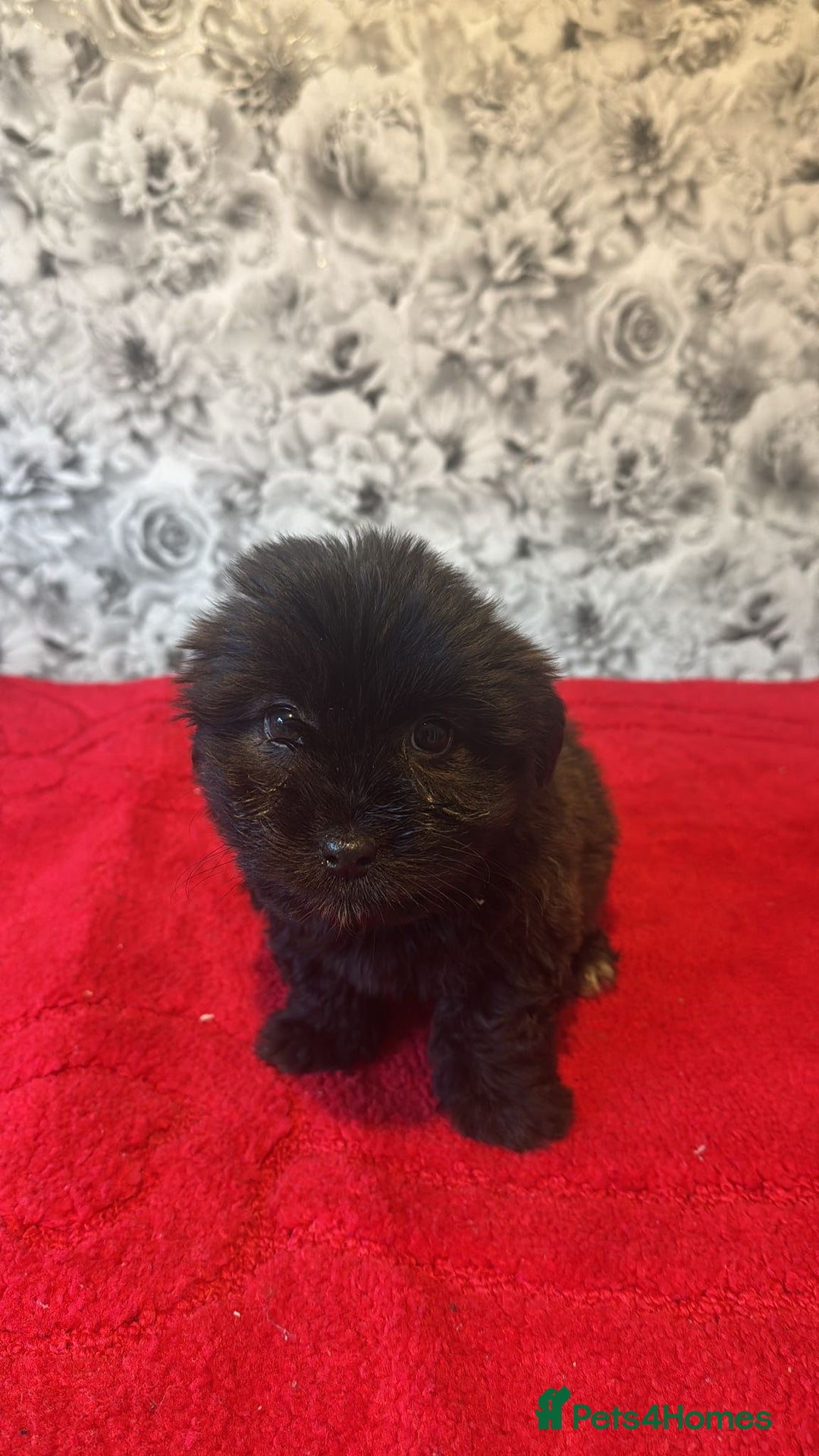 Mixed Breed dogs for sale: 6 beautiful cockapoo x terriers  - Advert 4