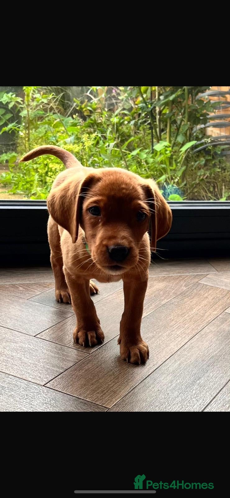 Labrador Retriever dogs for sale: KC Stunning Dark Fox Red Labrador Puppies - Advert 13