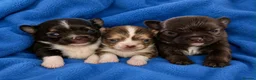 Chihuahua dogs for sale: Long haired chihuahua puppies  - Advert 7
