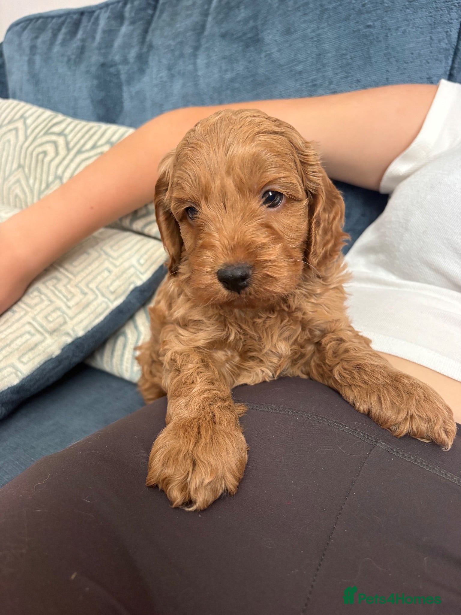 Cockapoo dogs ** F1 cockapoo puppies ** 1 boy available  - Advert 2