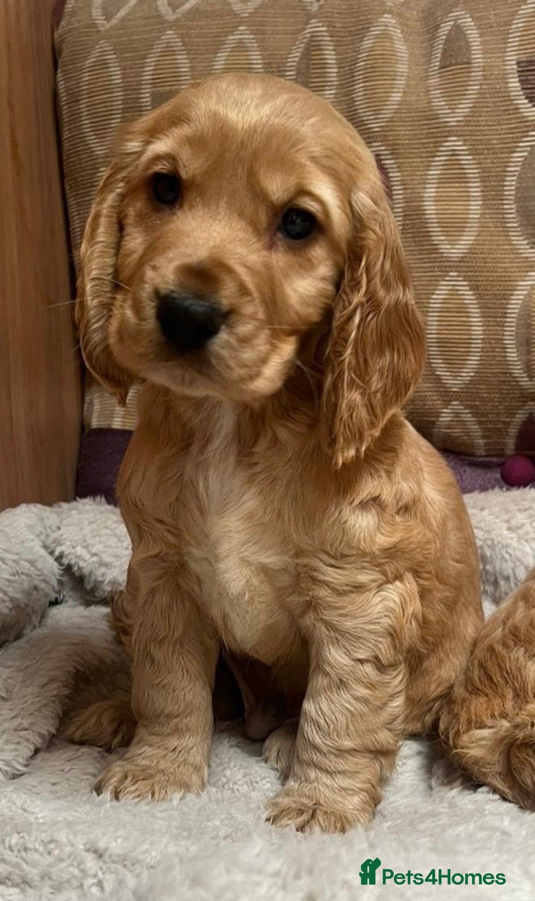 Cockapoo dogs for sale: Reluctant rehome of cockapoo pup  - Advert 1