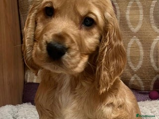 Cockapoo dogs Reluctant rehome of cockapoo pup - Advert 1