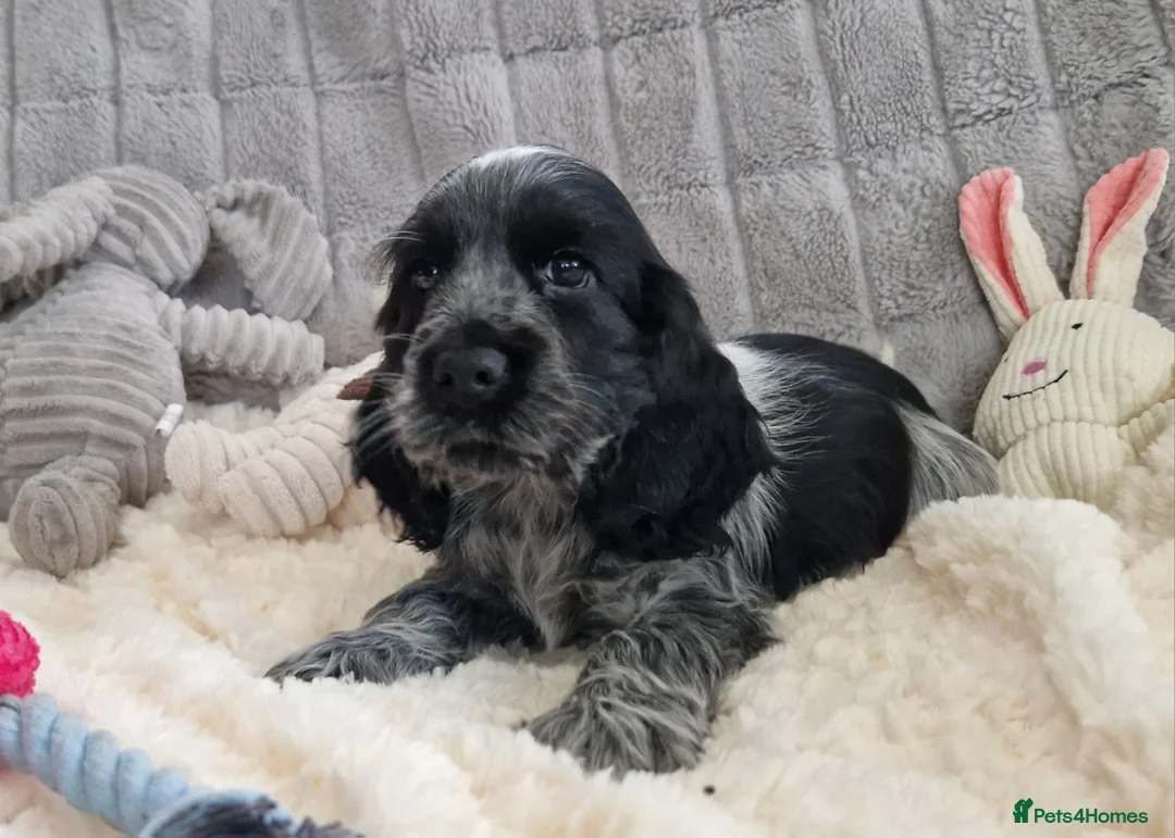 Cocker Spaniel dogs for sale: Pedigree English Cocker Spaniel Puppies for sale - Advert 2