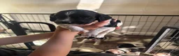 English Springer Spaniel dogs for sale: Beautiful litter 9 English Springer Spaniel pups - Advert 19