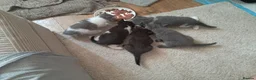 Mixed Breed cats for sale: Mixed Breed (British Shorthair/Domestic) - Advert 4