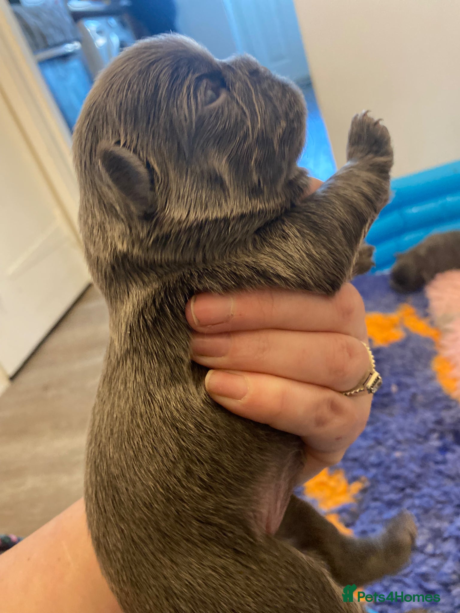 French Bulldog dogs for sale: Beautiful Mixed colours Fluffy Frenchie Pups - Advert 9