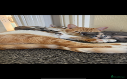 Domestic Shorthair cats for sale: 2 female cats  - Image 7