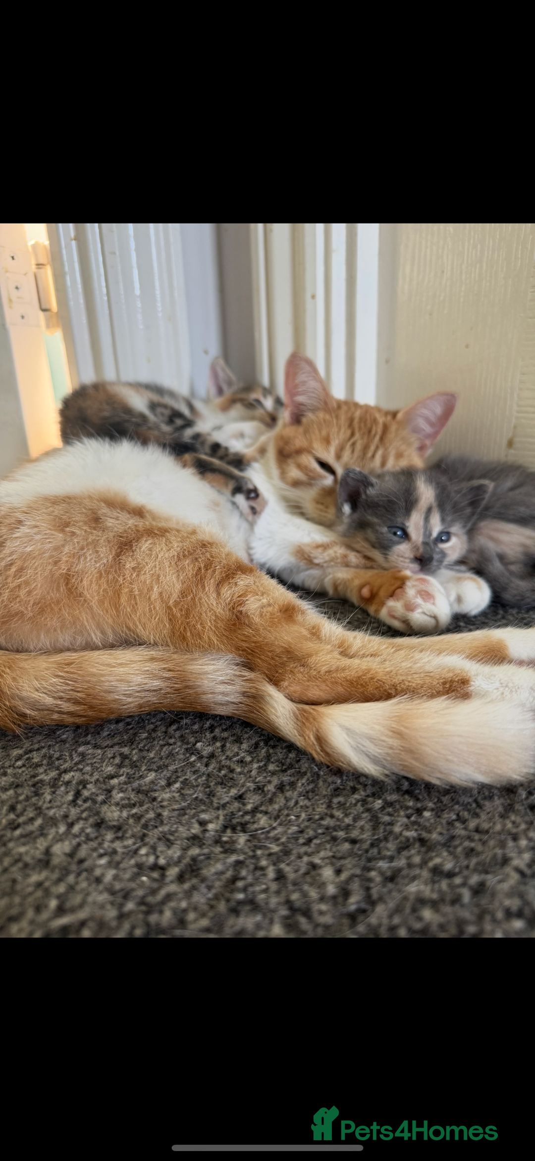 Domestic Shorthair cats for sale: 2 female cats  - Image 7