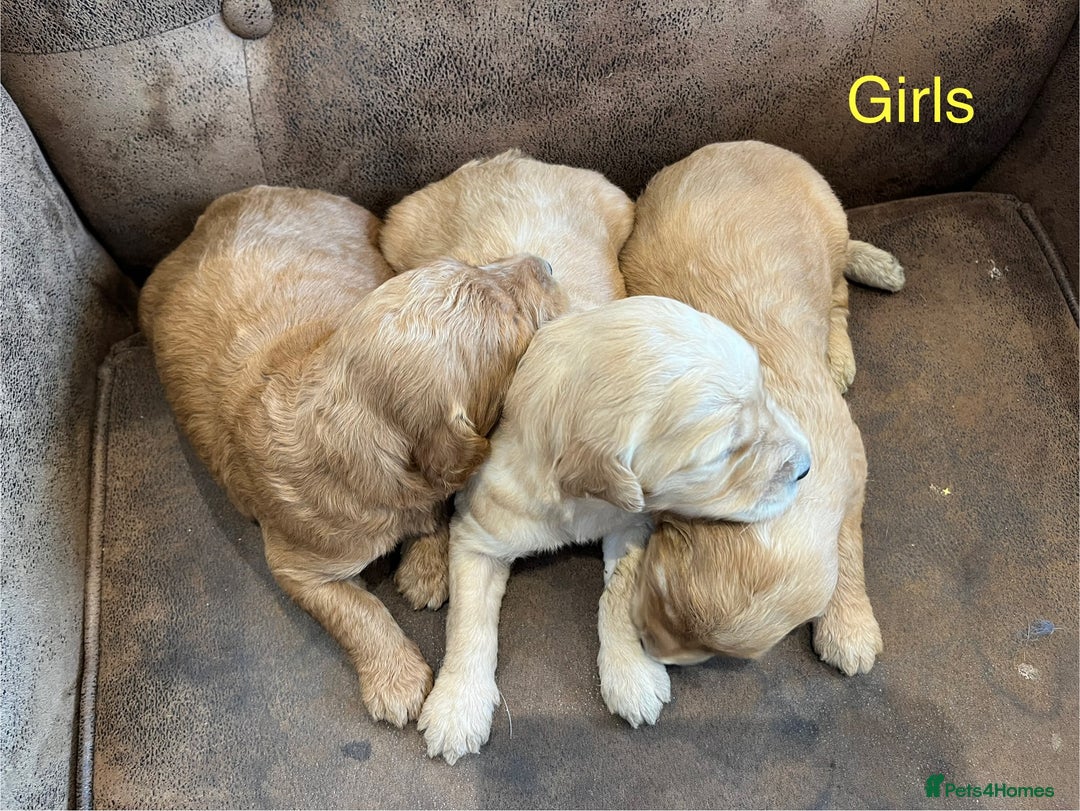 Goldendoodle dogs for sale: Gorgeous Goldendoodle Puppies  - Image 7