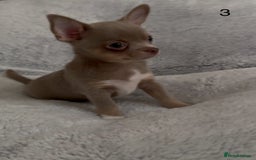 Chihuahua dogs for sale: Beautiful chihuahua pups - Image 8