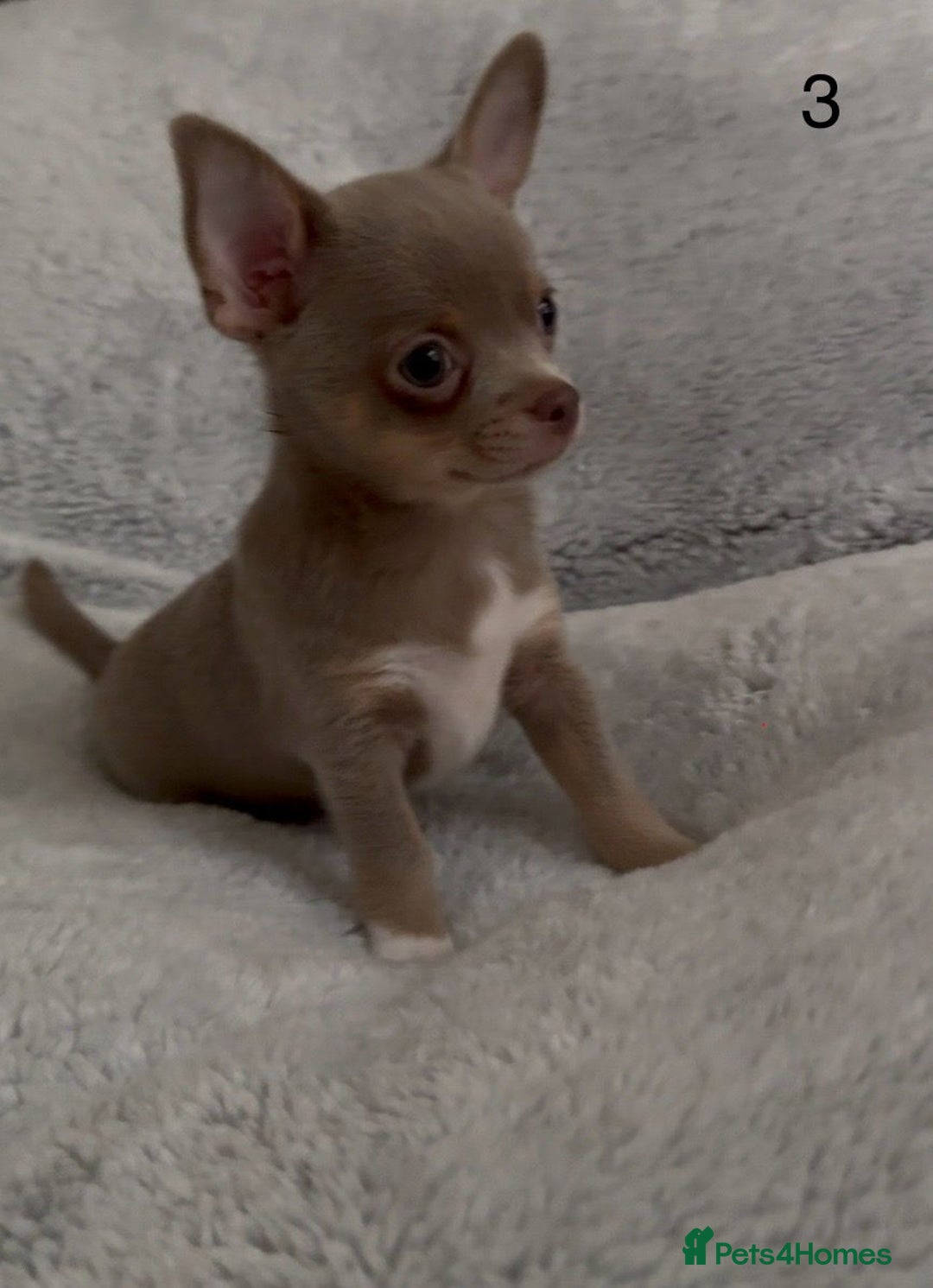 Chihuahua dogs for sale: Beautiful chihuahua pups - Image 8