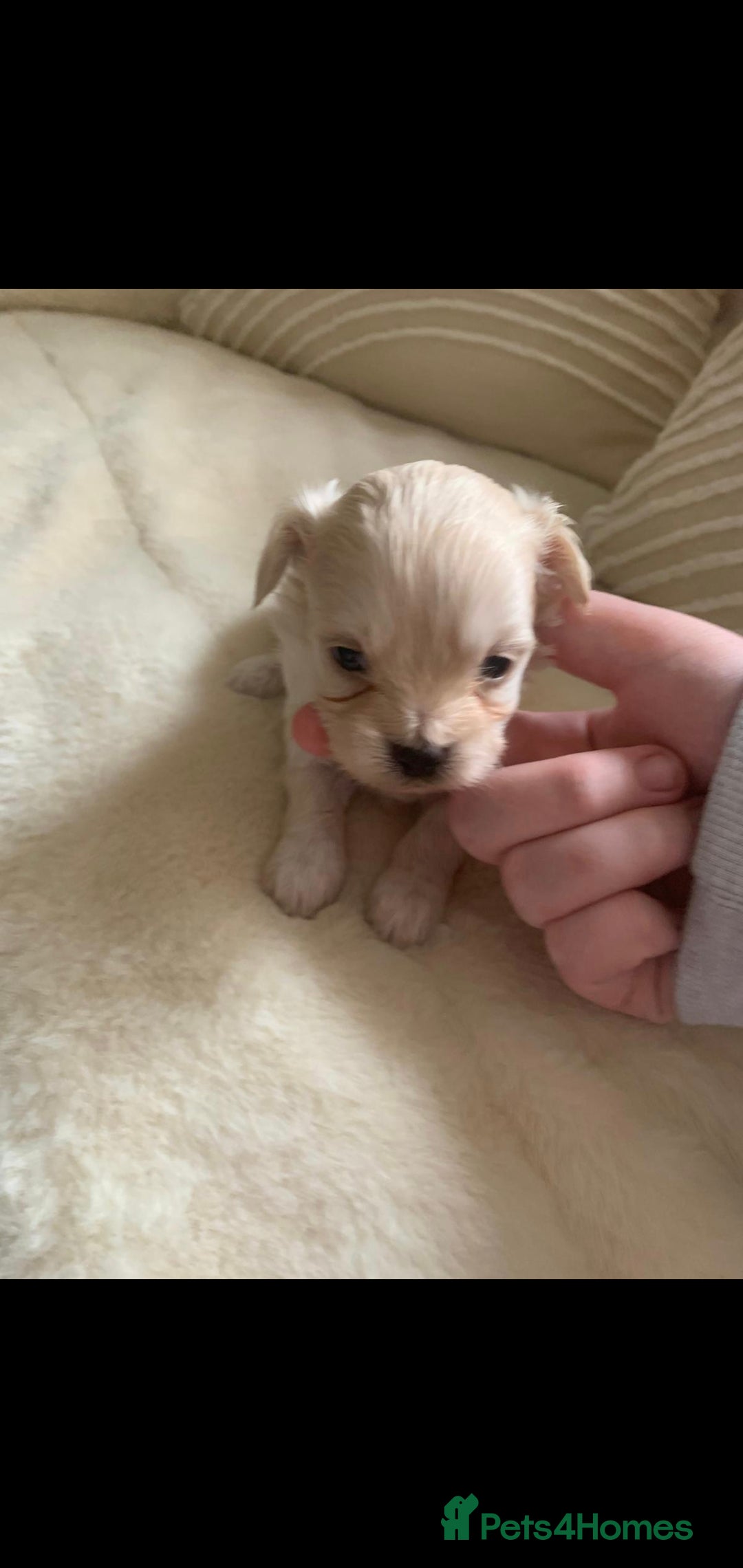 Chipoo dogs for sale: Beautiful Chipoo puppies.  - Image 15