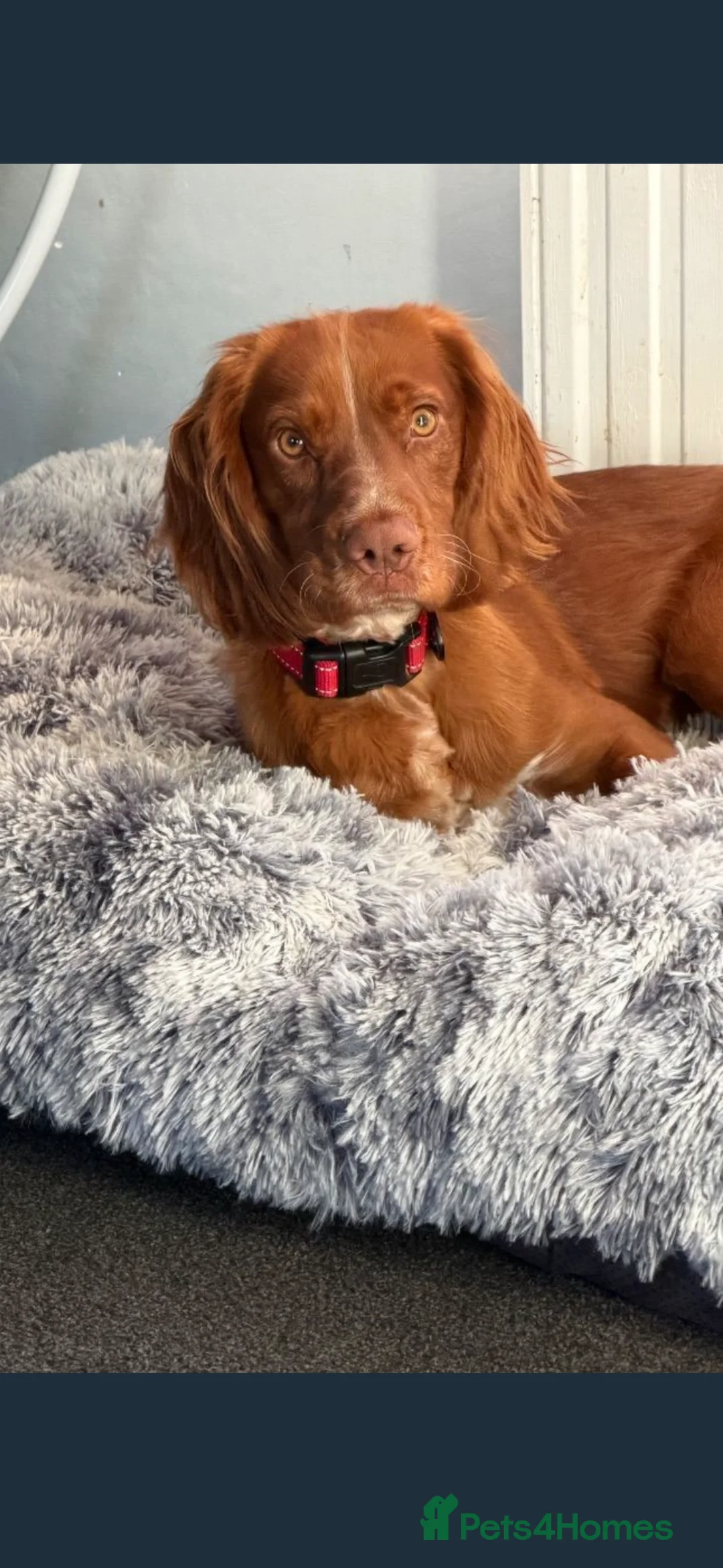 Cocker Spaniel dogs for sale: 11 month old male cocker spaniel  - Advert 4