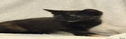 Mixed Breed cats for sale: Beautiful Female Kittens Ready for Forever Homes - Advert 13