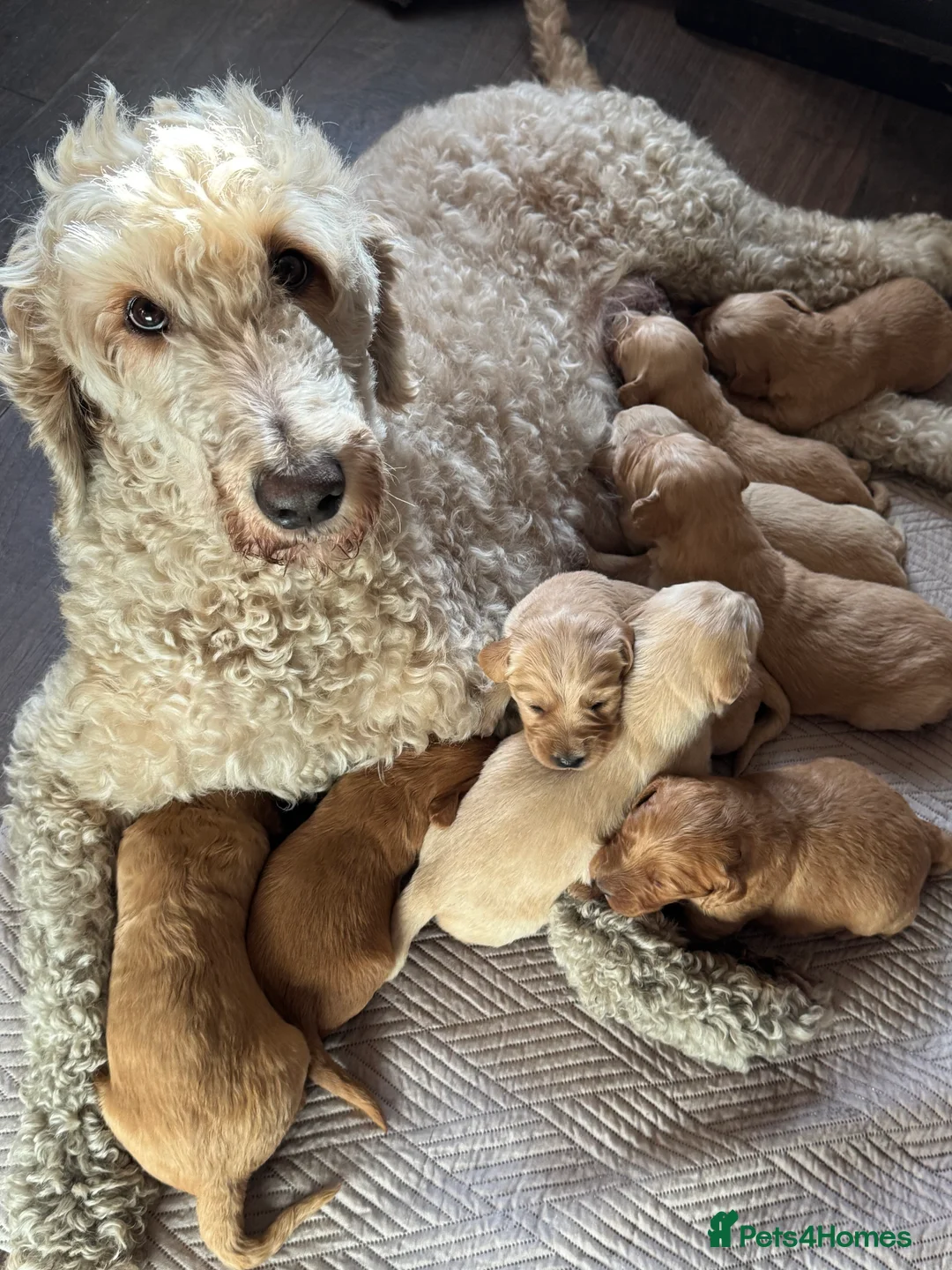 Goldendoodle dogs for sale: Expecptional goldendoodles - Advert 1