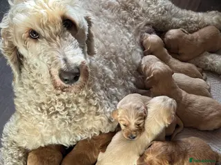 Goldendoodle dogs Expecptional goldendoodles - Advert 2