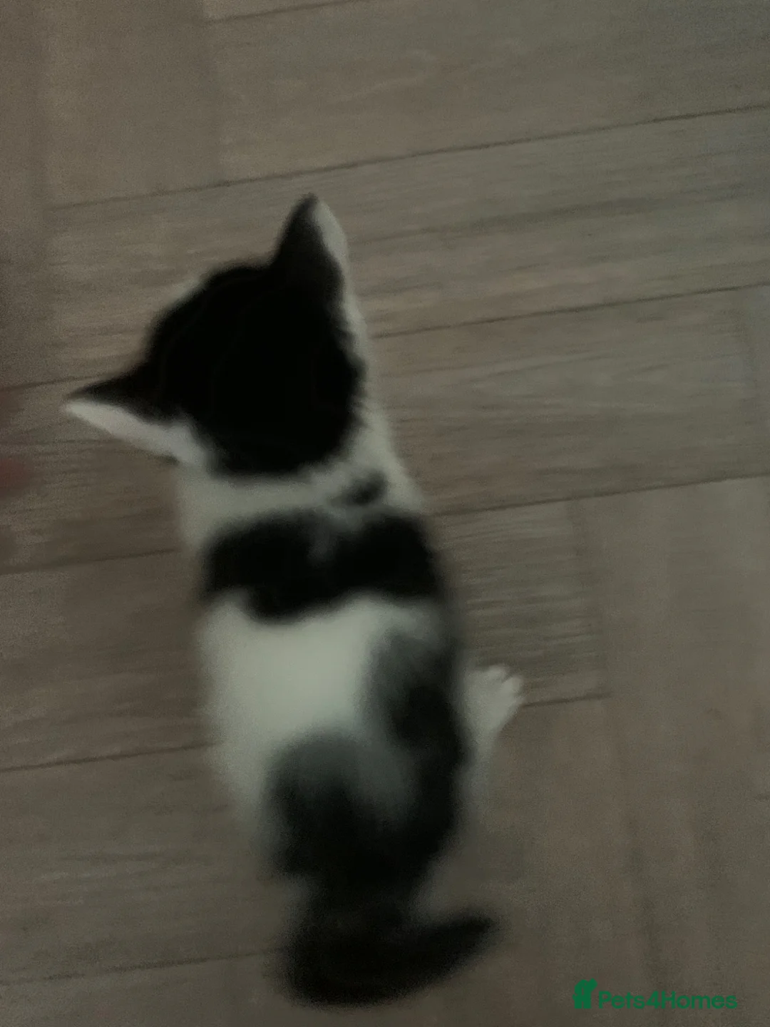 Mixed Breed cats for sale: 2 x kittens for sale - Advert 6