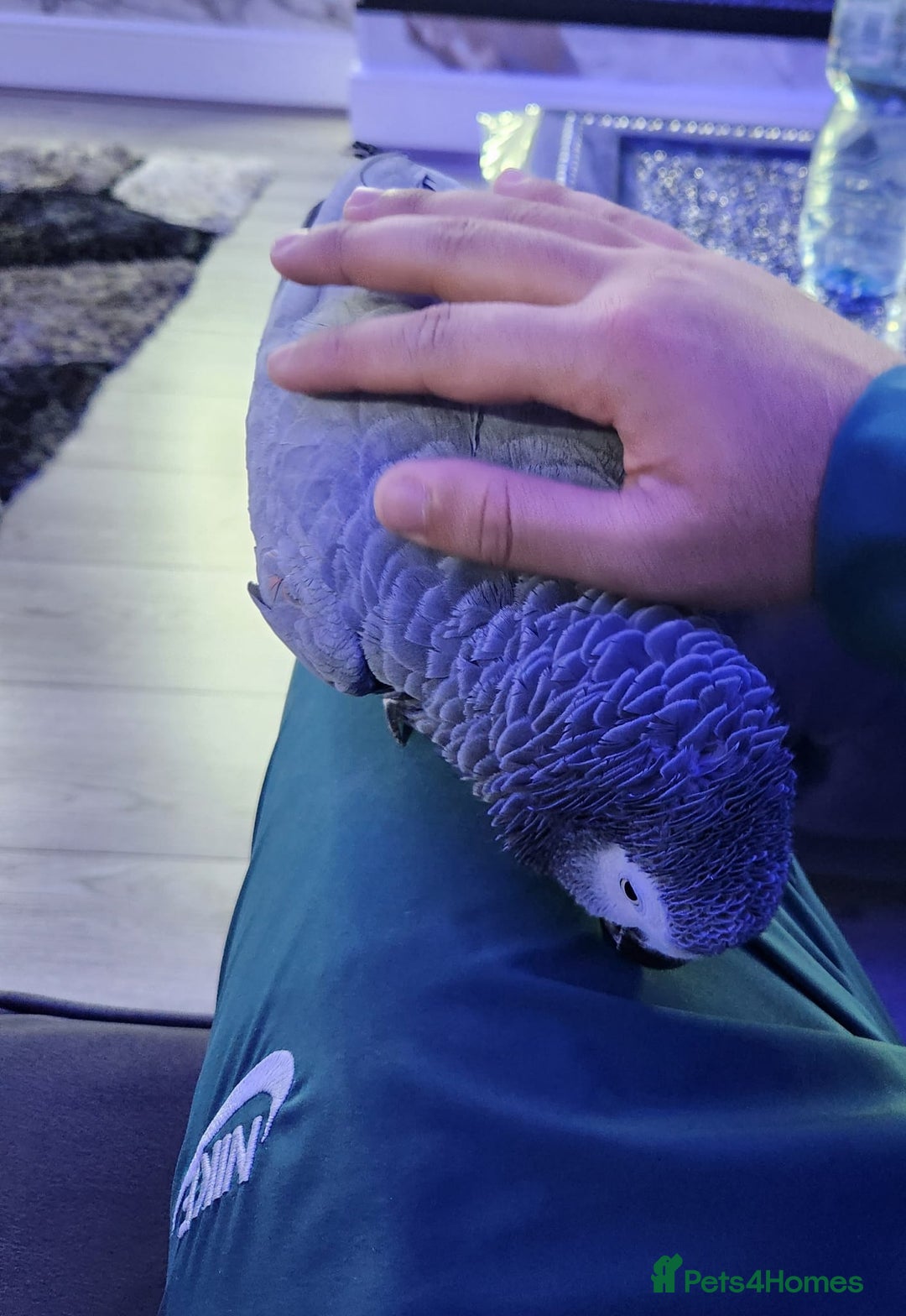 Budgerigars birds for sale: Super tame african grey  - Advert 2