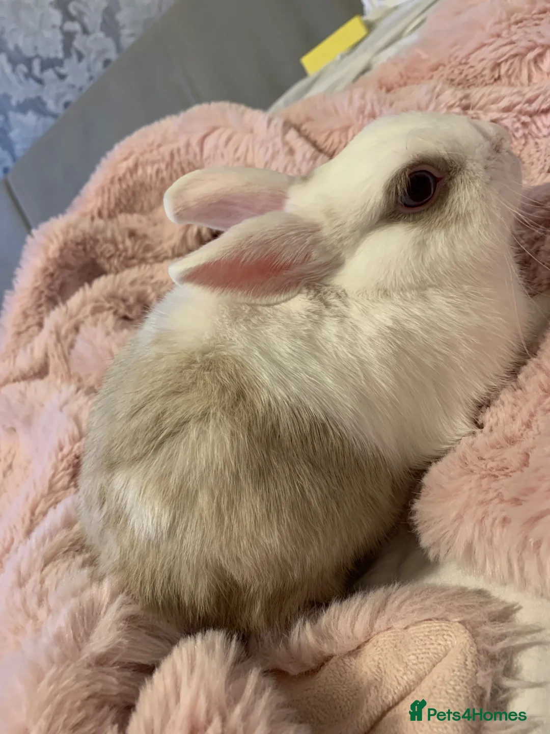 Rex rabbits for sale: Blue eyed white/beige rabbit - Advert 2