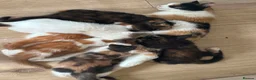 Arabian Mau cats for sale: 5 lovely kittens - Advert 1