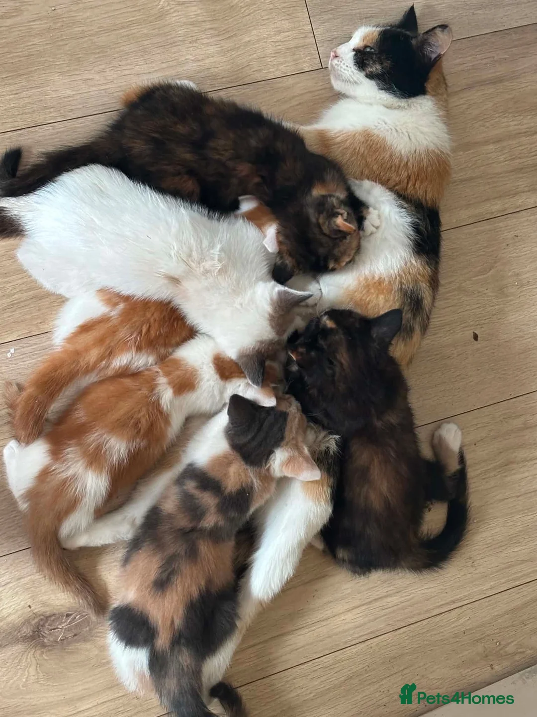 Arabian Mau cats for sale: 5 lovely kittens - Advert 1