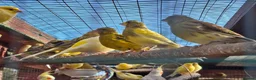 Canaries birds for sale: Canaries for sale - Advert 5