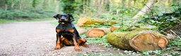 Dobermann dogs for sale: Fully Trained, KC registered Doberman - Advert 13