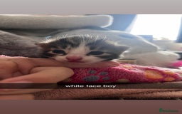 Domestic Shorthair cats for sale: tabby kittens for sale - Image 9