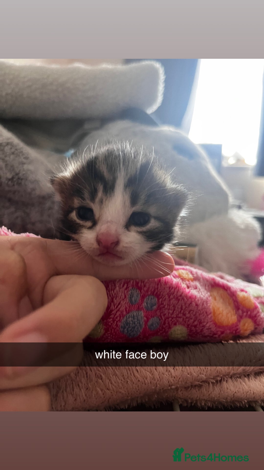 Domestic Shorthair cats for sale: tabby kittens for sale - Image 9
