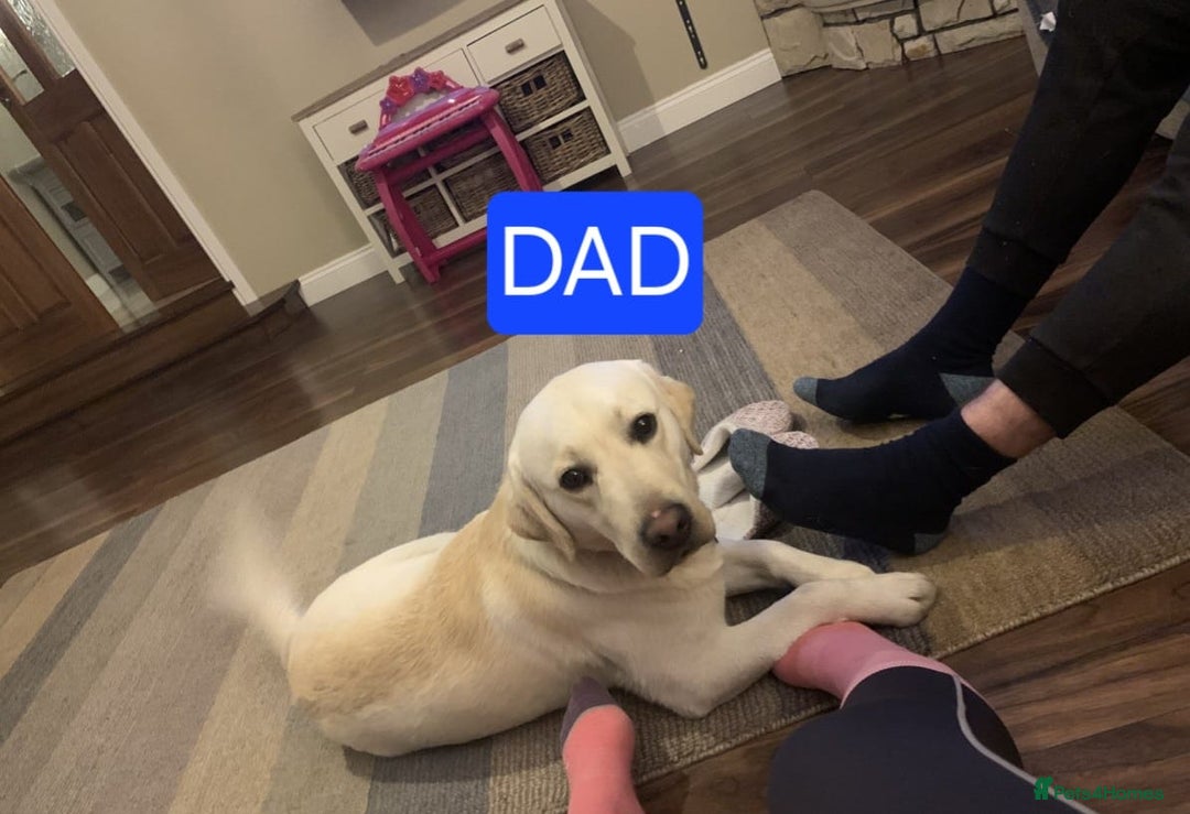 Labrador Retriever dogs for sale: Stunning Labrador puppies - Image 9