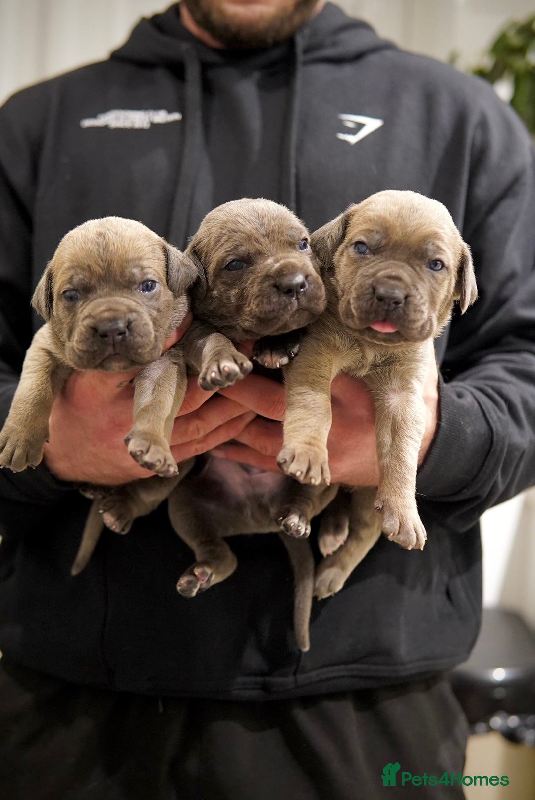 Cane Corso dogs for sale: ICCF Registered Cane Corsos  - Advert 6