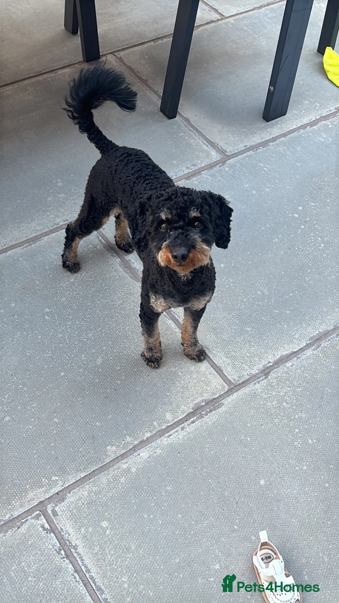 Cockapoo dogs for sale: 2 year old cockapoo in Manchester - Advert 4