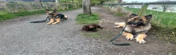 German Shepherd dogs for sale: Zeus 3yo Male GSD - Advert 4