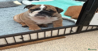 English Bulldog dogs - Advert 2