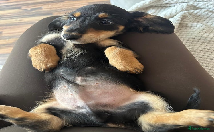 Miniature Dachshund dogs - Advert 2