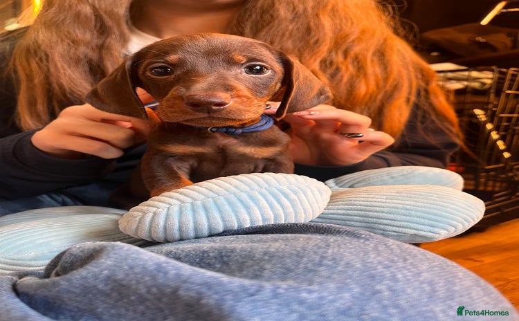 Dachshund dogs - Advert 4