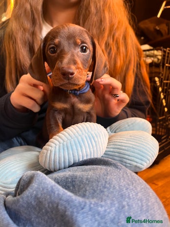 Dachshund dogs - Advert 4