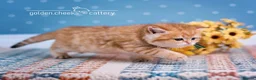 British Shorthair cats for sale: British Shorthairs - Raised with Love and Care ❤️ - Advert 7